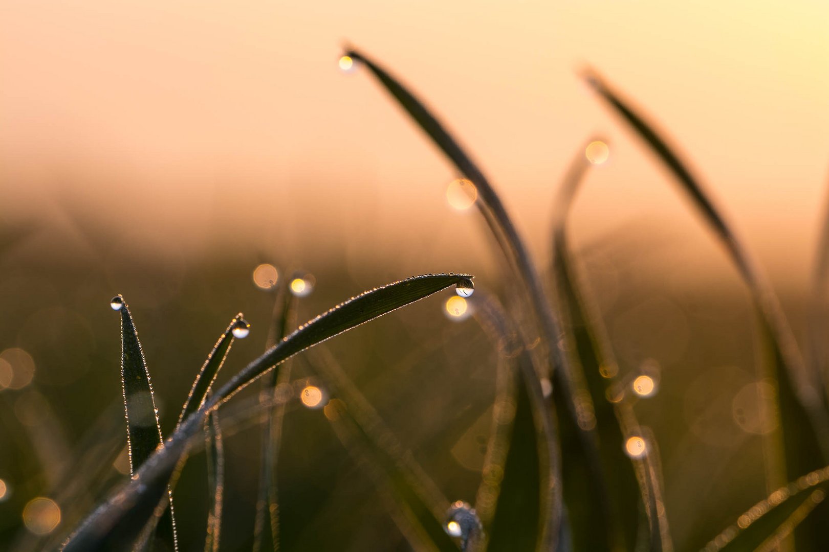 Weizen mit Morgentau im Sonnenaufgang