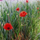 Weizen & Mohn