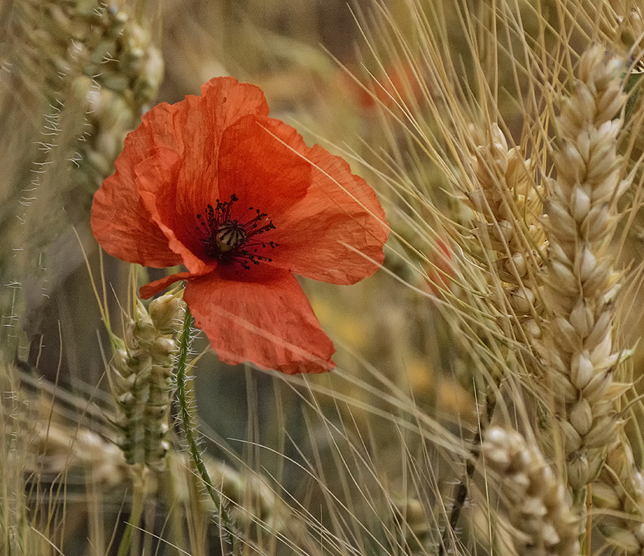 Weizen & Mohn