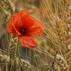 Weizen & Mohn