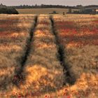 Weizen-Mohn Feld in der provencial Sonnenuntergang