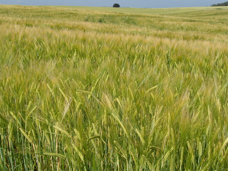 Weizen, soweit das Auge reicht