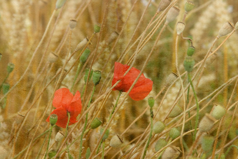 weizen u. mohn