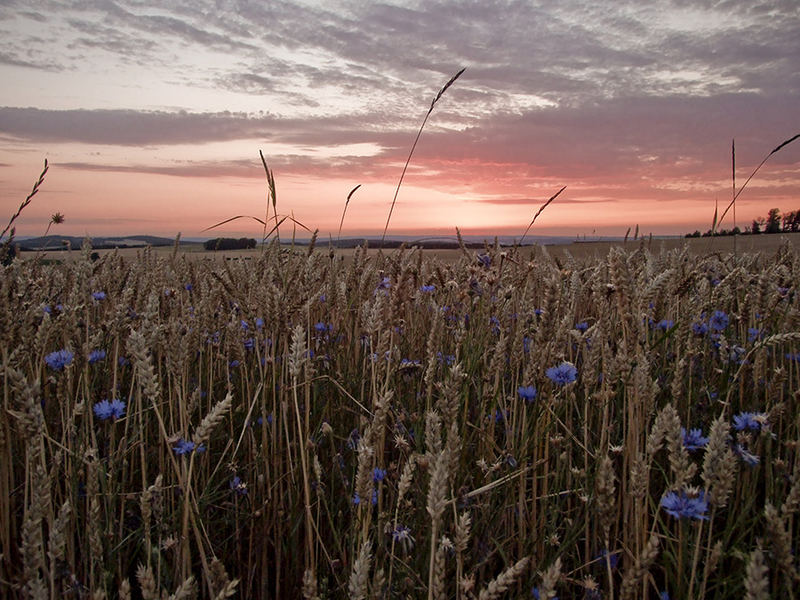 weizen und kornblume