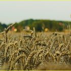 Weizen wartet auf die Ernte 2017