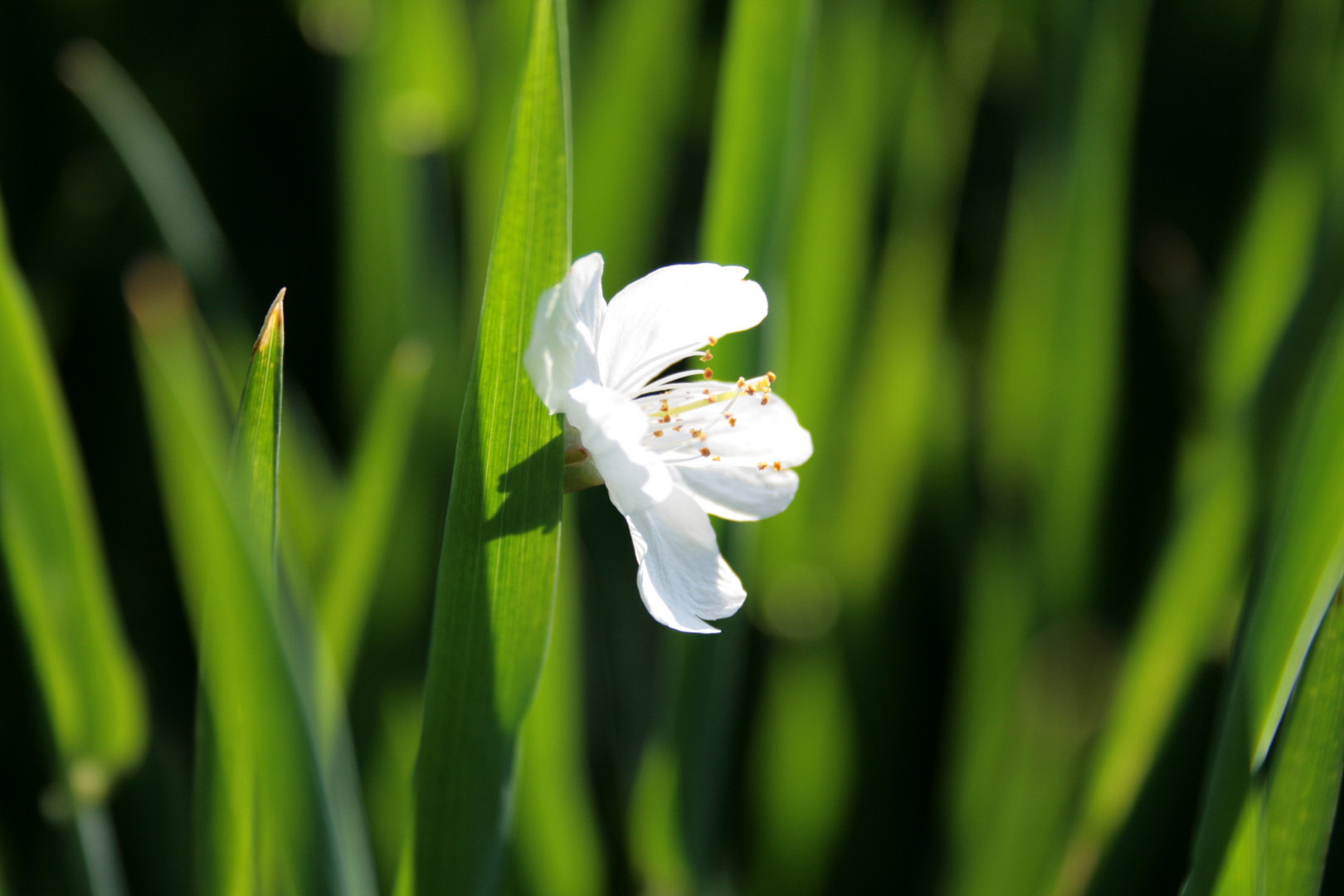 Weizen-Wildkirsche-Kreuzung