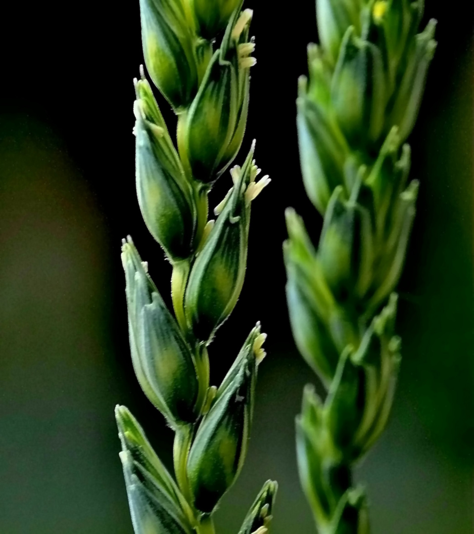 Weizenblüte