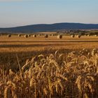 Weizenernte im letzten Jahr