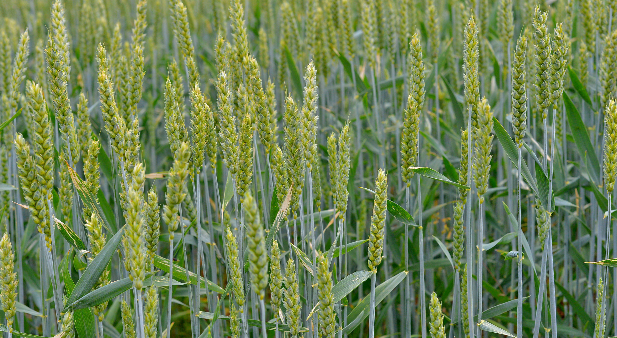 Weizenfeld, 2 (campo de trigo, 2)