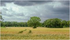 Weizenfeld