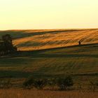 Weizenfeld am abend