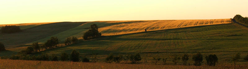 Weizenfeld am abend