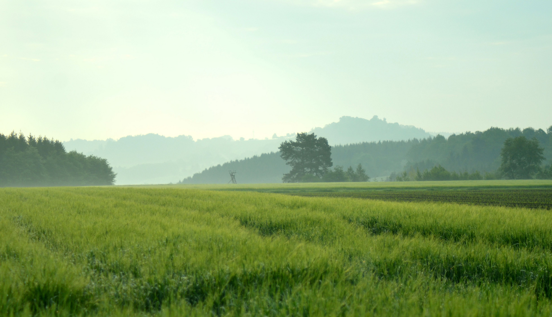 Weizenfeld am Morgen