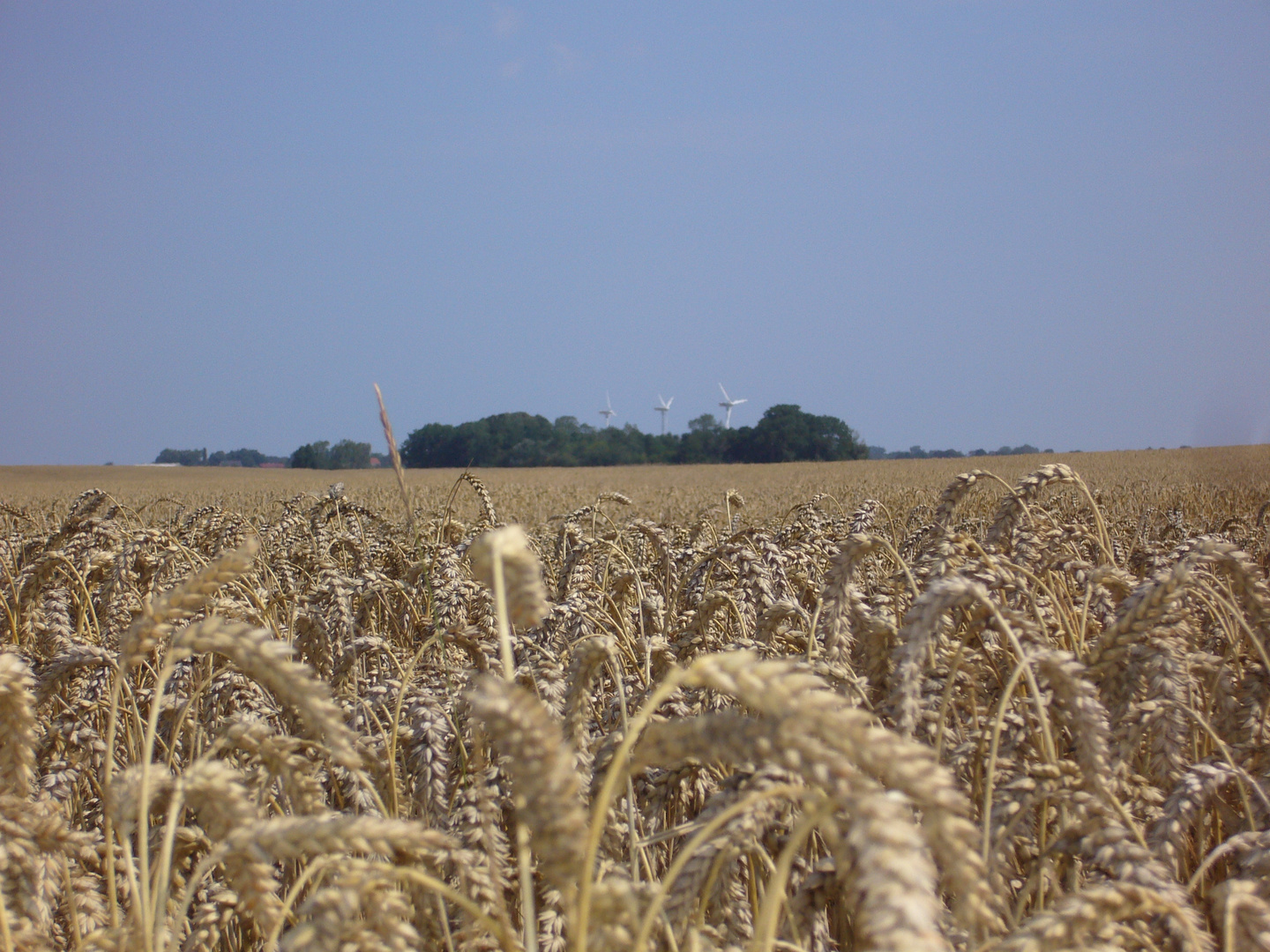 Weizenfeld auf Rügen