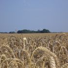 Weizenfeld auf Rügen