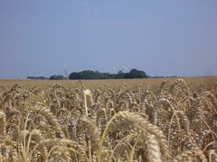 Weizenfeld auf Rügen