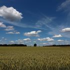 Weizenfeld bei Schapen