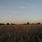 Weizenfeld bei Sonnenuntergang