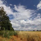 Weizenfeld bei Timmerlah