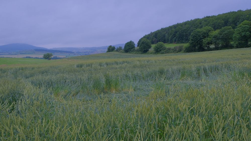 Weizenfeld (campo de trigo)