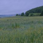 Weizenfeld (campo de trigo)