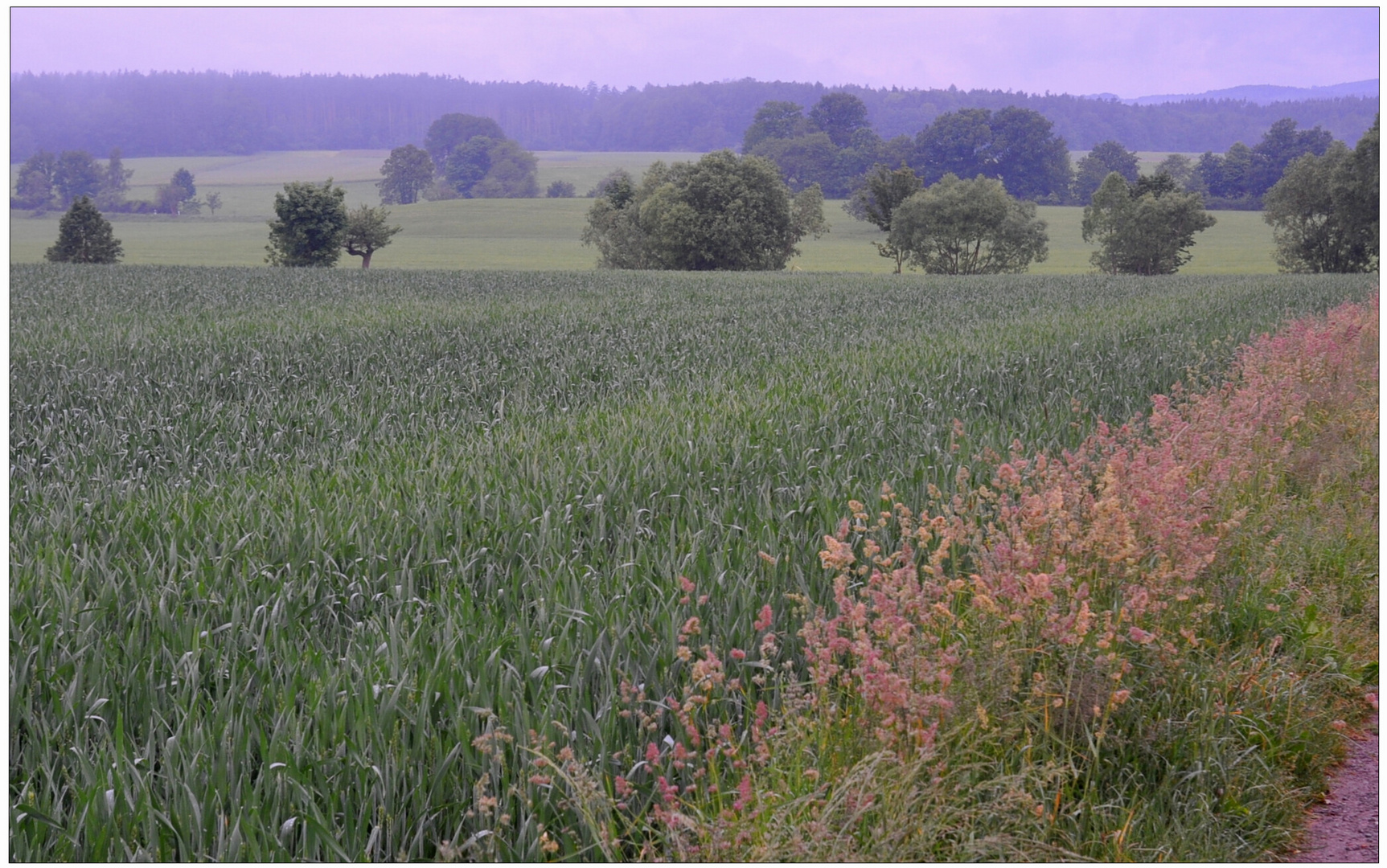 Weizenfeld (campo de trigo)