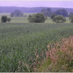 Weizenfeld (campo de trigo)