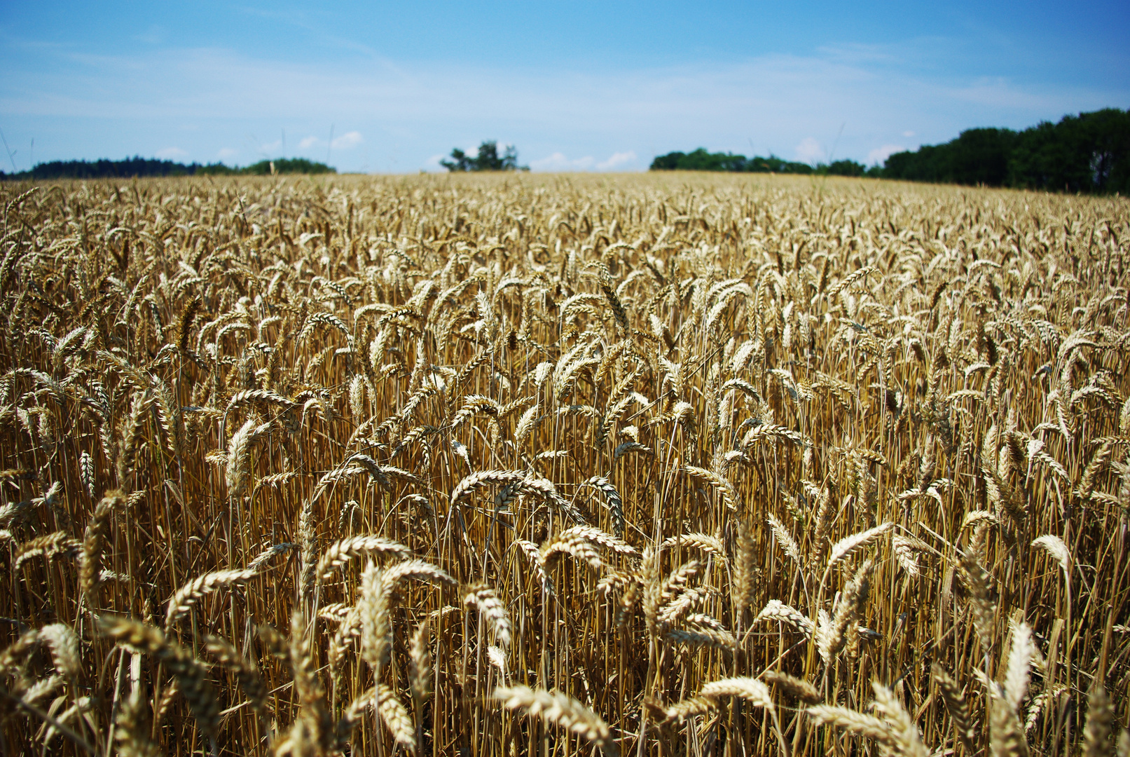 Weizenfeld Foto &amp; Bild | jahreszeiten, sommer, weizen Bilder auf ...
