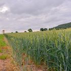 Weizenfeld heute morgen (campo de trigo esta mañana)