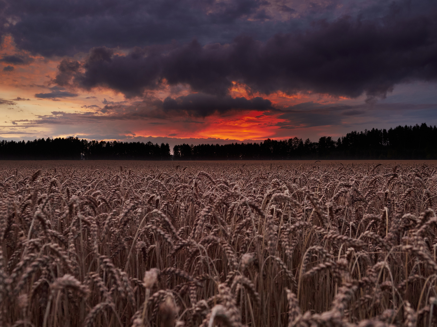 Weizenfeld im Abendrot