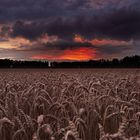 Weizenfeld im Abendrot