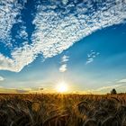 Weizenfeld im Gegenlicht