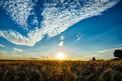 Weizenfeld im Gegenlicht