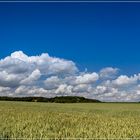 Weizenfeld im Juli