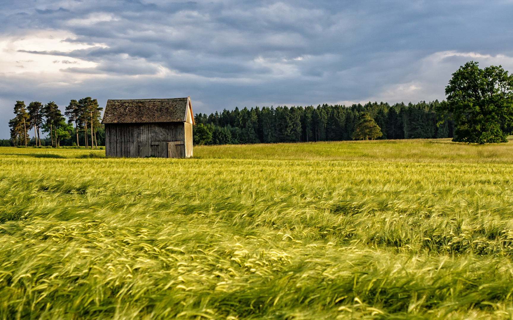 Weizenfeld im Juni 2008, bei Andechs Oberbayern