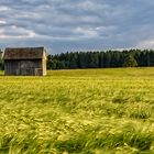 Weizenfeld im Juni 2008, bei Andechs Oberbayern