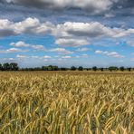 Weizenfeld im Juni