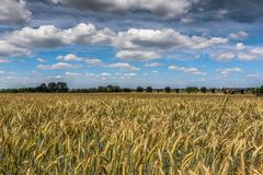 Weizenfeld im Juni