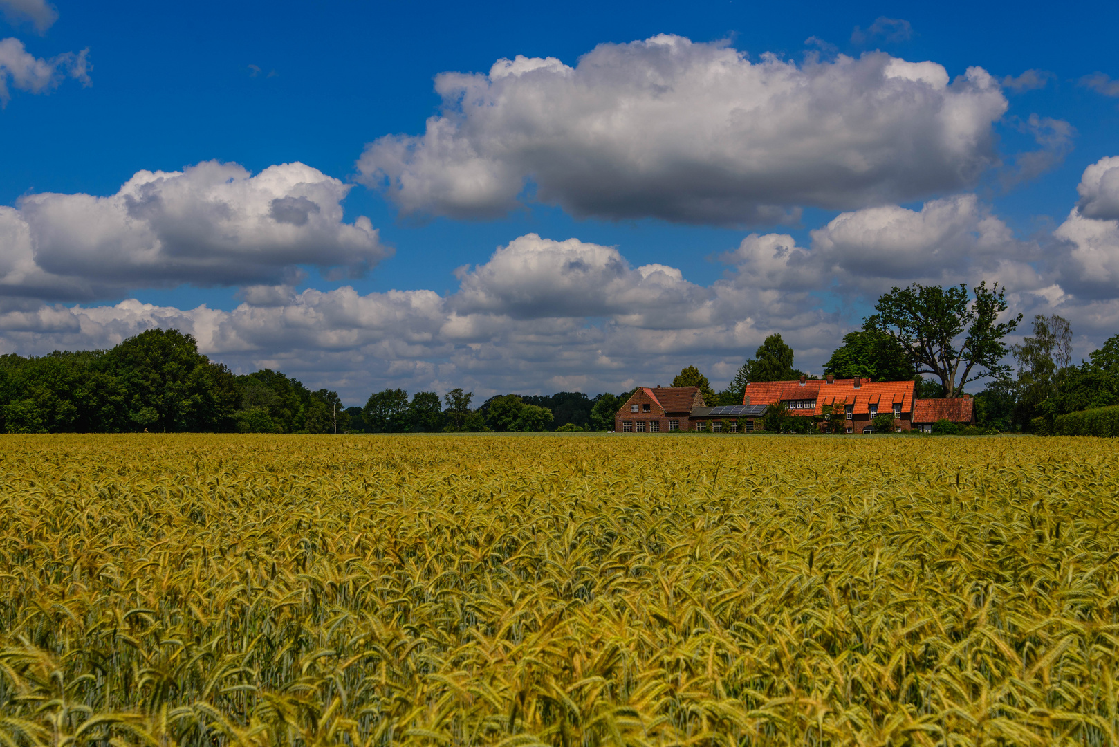 [ Weizenfeld im Münsterland, Sommer ]