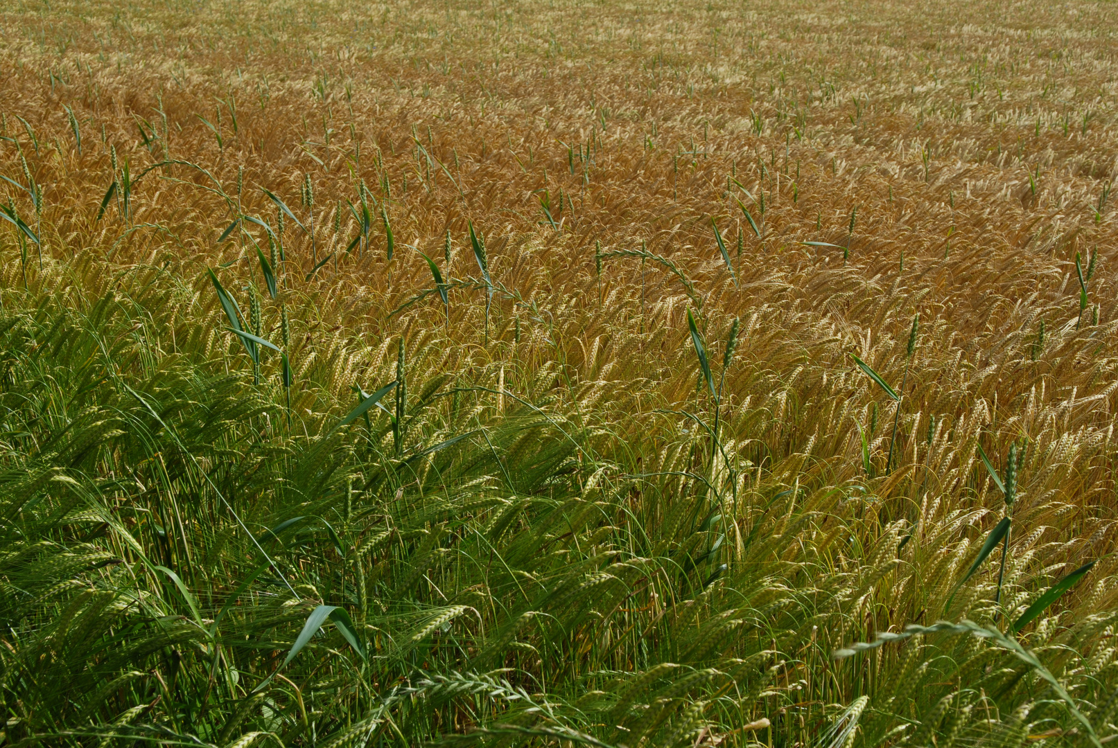 Weizenfeld im Sommer