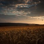 Weizenfeld im Sonnenuntergang