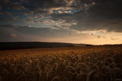 Weizenfeld im Sonnenuntergang