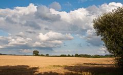 Weizenfeld in Angeln / Schleswig-Holstein