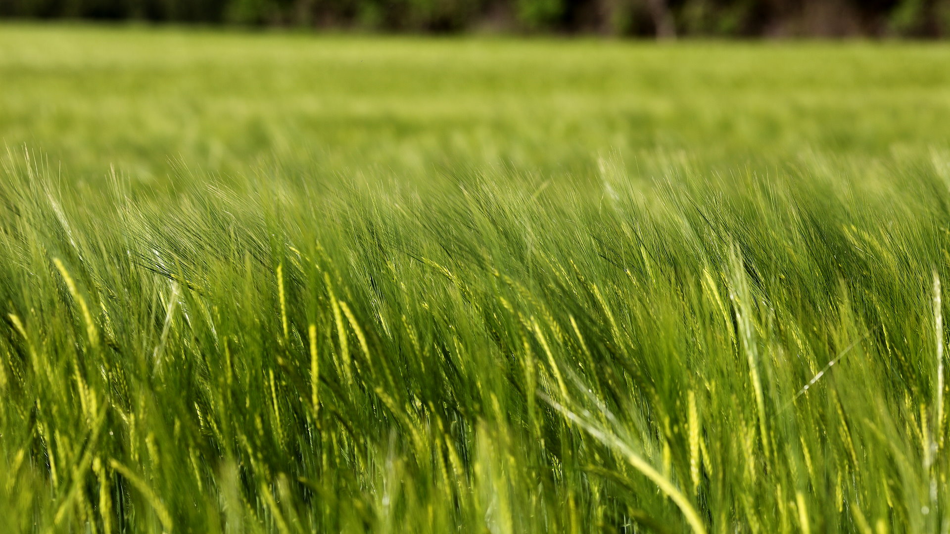 Grün Bild Grün Bild