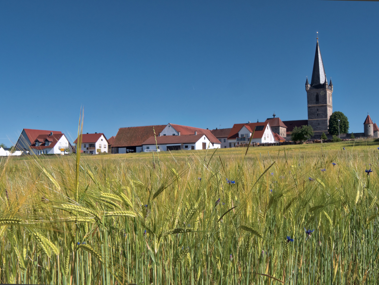 Weizenfeld mit Blick auf Hannberg