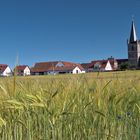 Weizenfeld mit Blick auf Hannberg