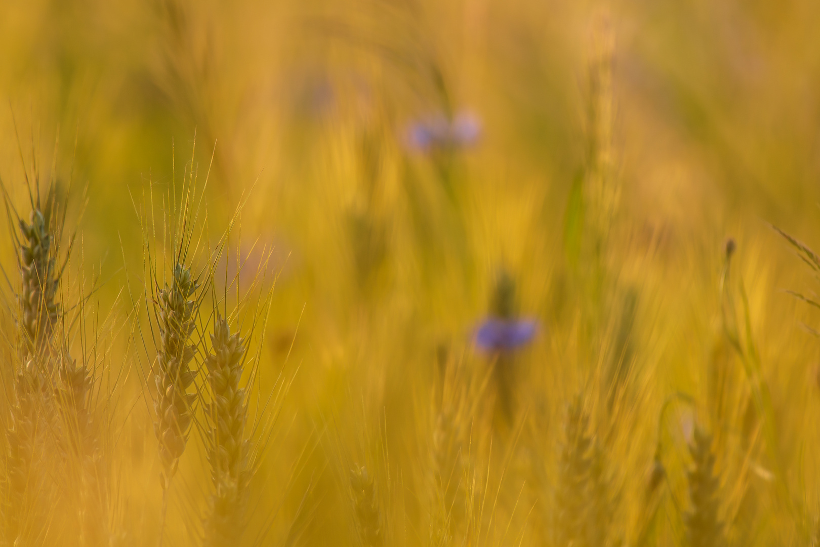 Weizenfeld mit Kornblumen