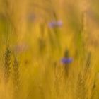 Weizenfeld mit Kornblumen