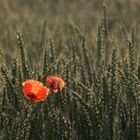 Weizenfeld mit Mohn