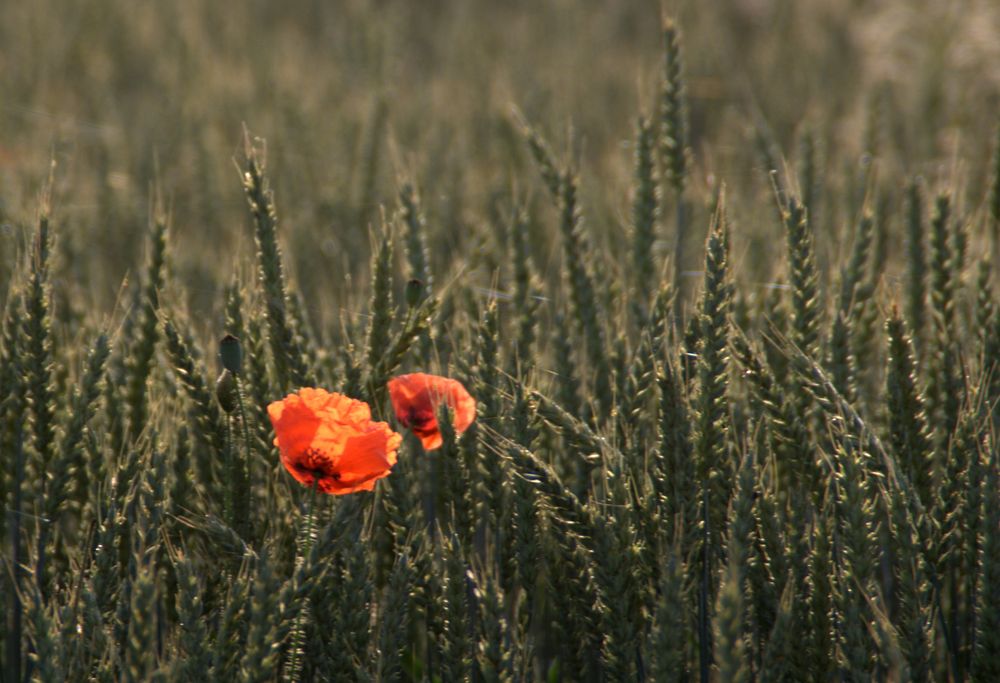 Weizenfeld mit Mohn